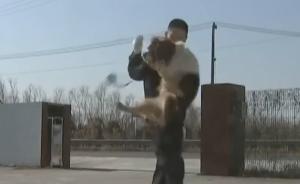 狗年的警營神犬：現(xiàn)場搜聞“爆炸物”