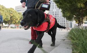 愛申活 暖心春｜這些守護(hù)上海平安的“神犬”帥呆了