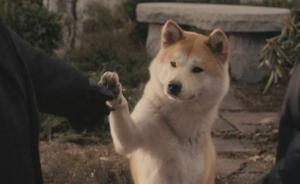 為什么要善待汪星人