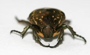 德國一火車站工程受阻于動物保護(hù)，鐵路局稱棲息地證據(jù)系偽造