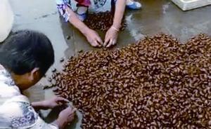 每斤98元比牛肉价格还傲娇，知了成朋友圈新晋“网红”美食