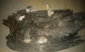 戊戌年话｜可可西里守护者：救助受伤秃鹫，分年货牛肉给它吃