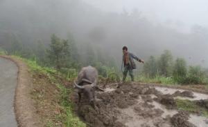 為留鄉(xiāng)愁，杭州女士捐萬元保住麗水老農(nóng)家耕牛的“生存權(quán)”