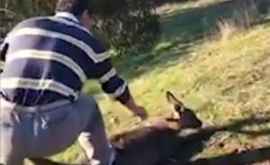 至少18刀,澳大利亚华人虐杀受伤袋鼠