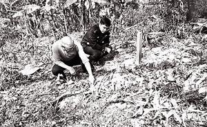 海南一女子除夕上坟，引发火灾烧掉44亩林地