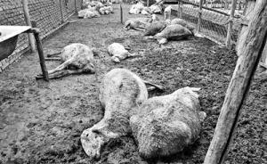 山東壽光百余只羊疑吃“毒大蔥”死亡，涉事種植戶被帶走調查
