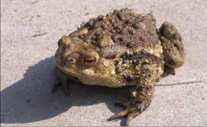 广西一对夫妻田地里抓癞蛤蟆食用后中毒，一死一伤