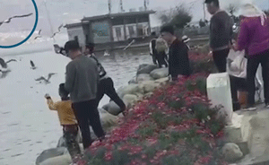 男子洱海邊棒打海鷗：嫌疑人已到案