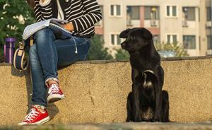 上海公安大調(diào)研｜新時(shí)代的校園流浪汪