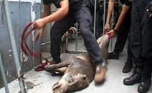 南京：猴子小区咬伤居民，野猪医院乱窜