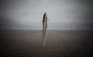 长江口刀鱼开捕：“大刀”一千元多一斤，鱼汛未到暂有价无鱼