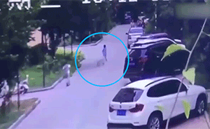 流浪狗小区撕咬两孩童，物业称不担责 