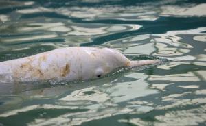 張恩迪委員：建議盡快更新國(guó)家重點(diǎn)保護(hù)野生動(dòng)植物名錄