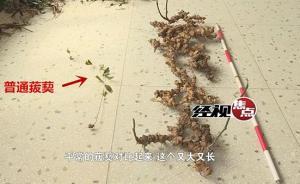 湖南現(xiàn)長達兩米野生中醫(yī)藥材“金剛藤”，預估年齡百年以上