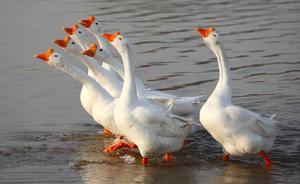 郭晔旻｜也从“白乌龟”谈“忌讳”