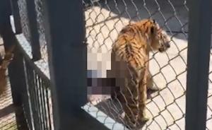 福州动物园一老虎训练时咬死驯兽员