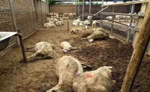 馬上評｜有毒大蔥：“替死羊”遮不住食品安全監(jiān)管的疏漏