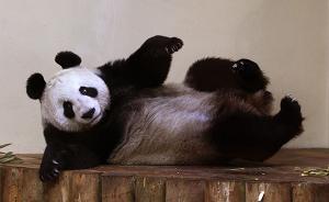 英国暂停唯一一对旅英大熊猫繁殖计划，此前多次尝试未成功