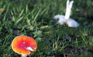 “嶺南毒蘑王”：不少民間識毒菇方法有誤，有時(shí)需顯微鏡辨別