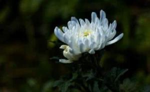 原北京軍區(qū)裝甲兵副司令員倪寬逝世，曾率坦克團抗美援朝