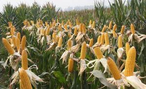貴州一村為調(diào)整種植結(jié)構(gòu)“種玉米將被罰”，鎮(zhèn)政府：停止執(zhí)行