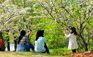 清明小長假賞花游園成最熱門旅游主題，賞花游均價(jià)同比降一成