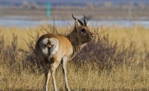 极度濒危物种普氏原羚30年增长逾4倍，达2057只