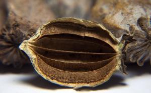 厦门一大学生购买大麻吸食部分后转卖，涉嫌贩卖毒品被起诉