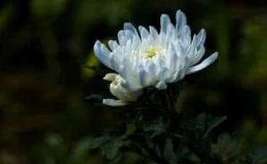 西藏自治区原顾问委员会常委曹旭逝世：在西藏工作30余年