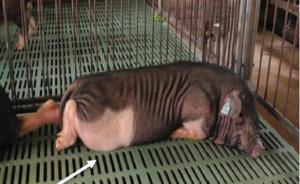 中國(guó)動(dòng)物疾病模型重大進(jìn)展：首例亨廷頓舞蹈病基因敲入豬誕生