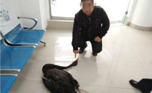 为饱口福成都3男子连偷14只黑天鹅15个蛋，2人已被挡获