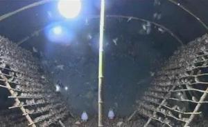 40天捕售野鳥51萬余只，湖南臨湘抓獲34名盜獵嫌疑人