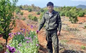 廣東韶關(guān)兩村民誤以為罌粟可治百病，在菜園種下千株毒花被拘