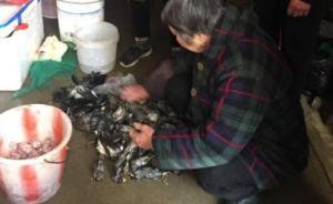 安徽搗毀一售賣野生動物窩點(diǎn)，現(xiàn)場搜出數(shù)百只候鳥及鷹隼