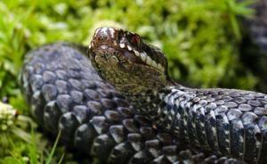 被蛇咬傷后嘴巴吸毒、喝酒壯膽？急救專家：你武俠劇看多啦