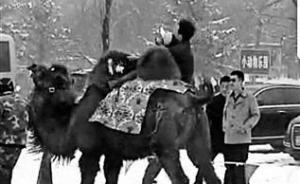 八達嶺野生動物園回應游客騎駱駝被摔：項目已停，會致歉