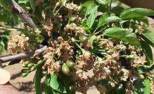 山西南部“斷崖式”降溫數萬畝果樹遭殃