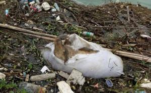 永州30余頭死豬漂浮引水渠，連夜打撈