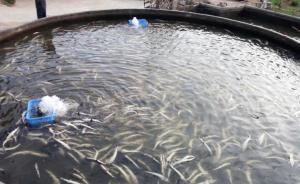 廣東和平又有萬(wàn)尾鱘魚(yú)被毒死，與此前鱘魚(yú)死亡事件關(guān)聯(lián)待調(diào)查
