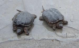 以放生名義騙售鱷龜：街頭騙局別再信了