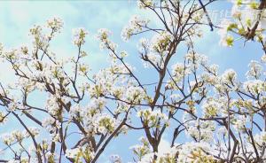 “梨城”庫爾勒70萬畝梨花盛開