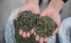 武夷巖茶調(diào)查：都自稱極品，“講個故事”就能賣一斤十幾萬元