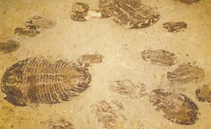 二疊紀末生命大滅絕誰是“兇手”？ 或因海底可燃冰快速分解