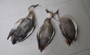 上海首例刑事附帶民事公益訴訟案：為了飽腹男子捕37只野鳥