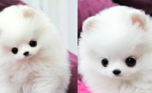 博美犬买回一周病死，顾客店方5人互殴