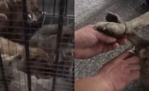 医专用流浪狗做实验？教育局：养殖场的