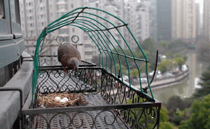 國際愛鳥日｜斑鳩飛到我家陽臺(tái)來孵蛋