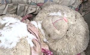 央視3分鐘視頻：敘利亞兒童含淚追問(wèn)，我們做錯(cuò)了什么？