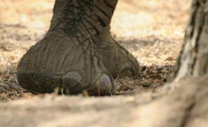 四川籍男子在西雙版納勐?？h被野象踩死，當?shù)貑討?yīng)急預(yù)案