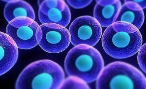 日本研究團(tuán)隊(duì)運(yùn)用多功能干細(xì)胞治療心肌梗塞